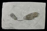Two Fossil Crinoids (Pachylocrinus & Scytalocrinus) - Indiana #136538-1